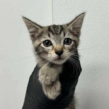 Zillah -  Domestic Short Hair Cat for Adoption in Abilene, Texas - Zillah | PetCurious