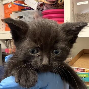 71704 -  Domestic Short Hair Cat for Adoption in Harrisonburg, Virginia - 71704 | PetCurious