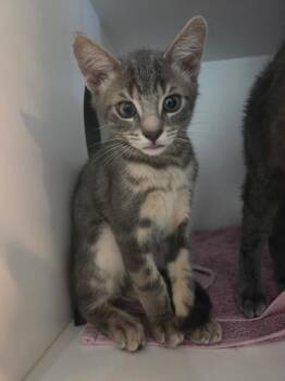 Taz -  Domestic Short Hair Cat for Adoption in Hyde Park, New York - Taz | PetCurious