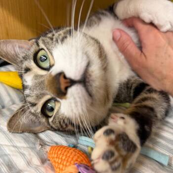 Domestic Short Hair Cats Available for Adoption - Jake 3 | PetCurious