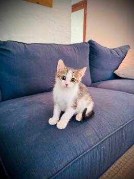 FISHER -  Domestic Short Hair Cat for Adoption in Louisville, Kentucky - FISHER | PetCurious