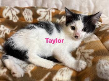 Rescue Domestic Short Hair Cats for Adoption in Seaford, New York - Taylor | PetCurious