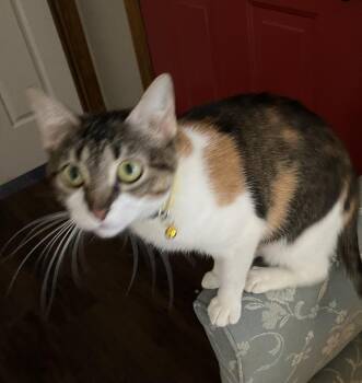 Calico Cats Available for Adoption in Little Rock, Arkansas - Dolly (Courtesy Post FCHS) | PetCurious