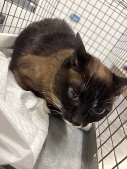 Siamese Cats Available for Adoption - Cinder | PetCurious