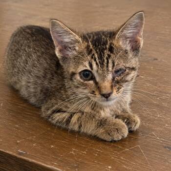 Bear -  Domestic Short Hair Cat for Adoption in Austin, Texas - Bear | PetCurious