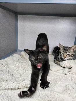 Fish -  Domestic Short Hair Cat for Adoption in Montgomery, New Jersey - Fish | PetCurious