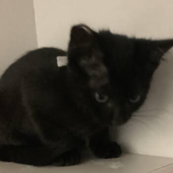 Earth (white collar) -  Domestic Short Hair Cat for Adoption in Redwood City, California - Earth (white Collar) | PetCurious