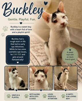 Buckley -  Domestic Short Hair Cat for Adoption in Fort Myers, Florida - Buckley | PetCurious