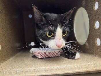 IRIS -  Domestic Short Hair Cat for Adoption in Kent, Washington - IRIS | PetCurious