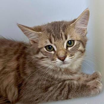 Smudge -  Domestic Medium Hair Cat for Adoption in Ridgway, Colorado - Smudge | PetCurious
