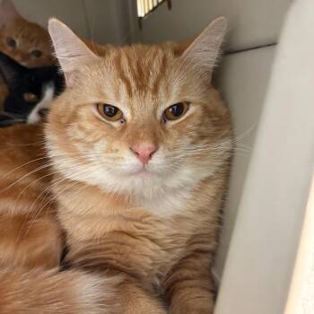 Domestic Short Hair Cats Available for Adoption - Rafiki | PetCurious