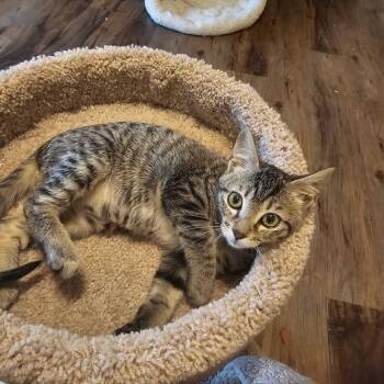 Mr. General -  Domestic Short Hair Cat for Adoption in Valdosta, Georgia - Mr. General | PetCurious
