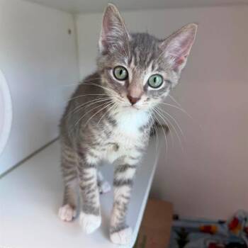 Prince Charming -  Domestic Short Hair Cat for Adoption in Hattiesburg, Mississippi - Prince Charming | PetCurious