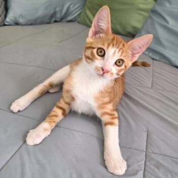 Kazoo -  Domestic Short Hair Cat for Adoption in Fort Worth, Texas - Kazoo | PetCurious