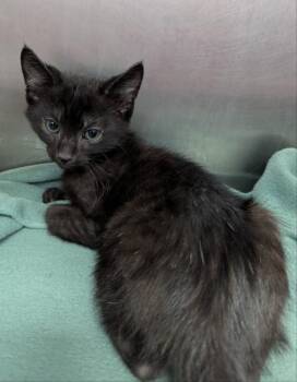 Domestic Short Hair Cats Available for Adoption in Hartsville, South Carolina - Dew | PetCurious