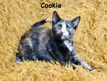 Cookie -  Tortoiseshell Cat for Adoption in St. Augustine, Florida - Cookie | PetCurious