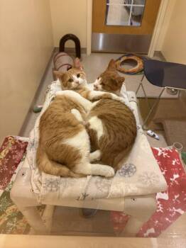 Rescue Domestic Short Hair Cats for Adoption in Fremont, Michigan - Kane And Falcon | PetCurious