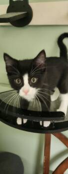 Taco -  Domestic Short Hair Cat for Adoption in Stover, Missouri - Taco | PetCurious