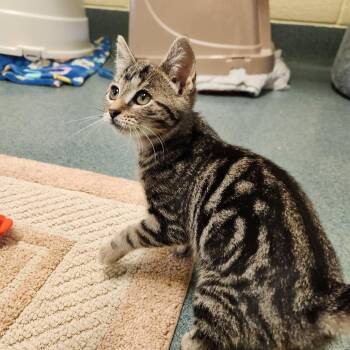 Meadow -  Domestic Short Hair Cat for Adoption - Meadow | PetCurious