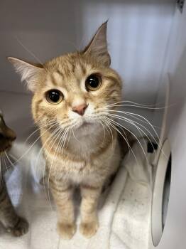 Domestic Short Hair Cats Available for Adoption - Missle | PetCurious