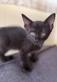 Barney -  Domestic Short Hair Cat for Adoption in Honolulu, Hawaii - Barney | PetCurious