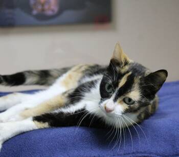 Rescue Calico Cats for Adoption in Portage, Wisconsin - Winifred | PetCurious