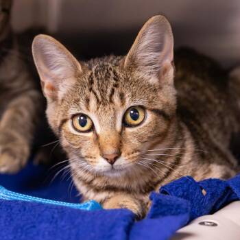 Arsenal -  Domestic Short Hair Cat for Adoption in Mentor, Ohio - Arsenal | PetCurious