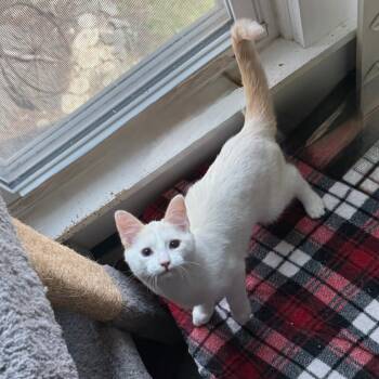 Rescue Siamese and Domestic Short Hair Cats for Adoption in Eaton Rapids, Michigan - Croissant Macaroon 9632 | PetCurious