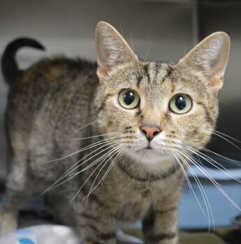 Maui -  Domestic Short Hair Cat for Adoption - Maui | PetCurious