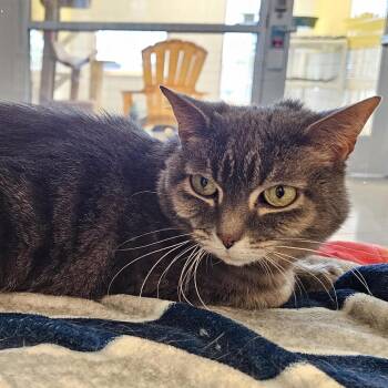 Violet -  Domestic Short Hair Cat for Adoption in Cedar Rapids, Iowa - Violet | PetCurious
