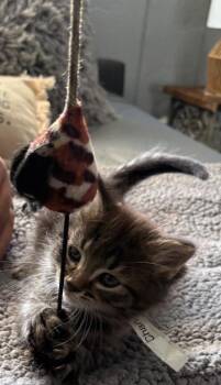Tiger Cats Available for Adoption in Syracuse, Indiana - Chanel | PetCurious