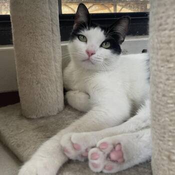 Lilo -  Domestic Short Hair Cat for Adoption in Laredo, Texas - Lilo | PetCurious