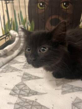 Aggie Cromwell -  Domestic Medium Hair Cat for Adoption in Webster, Wisconsin - Aggie Cromwell | PetCurious