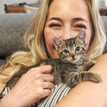 Domestic Short Hair Cats Available for Adoption in Las Vegas, Nevada - London | PetCurious