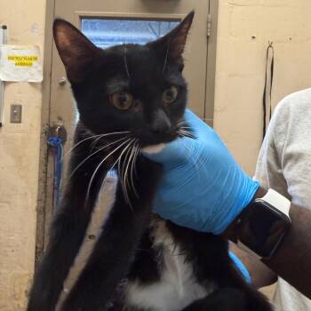 Crestley -  Domestic Short Hair Cat for Adoption in Birmingham, Alabama - Crestley | PetCurious