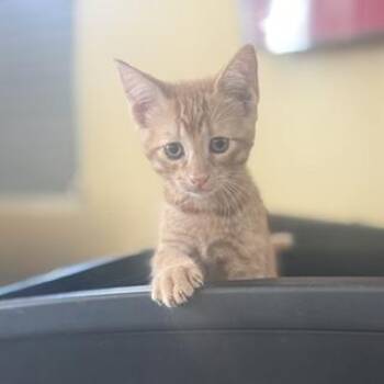 Cheddar -  Domestic Short Hair Cat for Adoption in Mettawa, Illinois - Cheddar | PetCurious