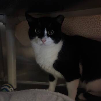 Domestic Short Hair Cats Available for Adoption - Sir | PetCurious