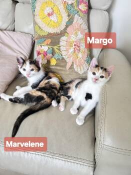 Margo & Marvelene -  Domestic Short Hair Cat for Adoption in Mechanicsburg, Pennsylvania - Margo & Marvelene | PetCurious