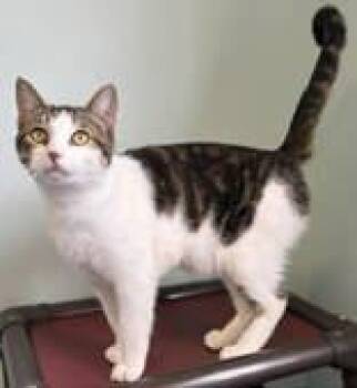 Silo -  Domestic Short Hair Cat Available for Adoption in Lincoln, Michigan - Silo | PetCurious