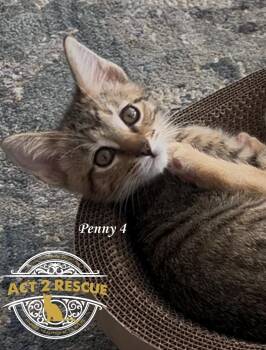 Domestic Short Hair Cats Available for Adoption in Riverside, California - Penny 4 | PetCurious