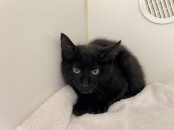 Pickle -  Domestic Short Hair Cat for Adoption in Reisterstown, Maryland - Pickle | PetCurious