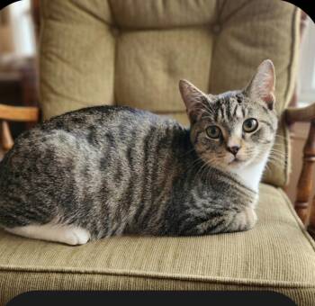 Theo -  Domestic Short Hair Cat for Adoption in East Brunswick, New Jersey - Theo | PetCurious