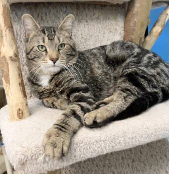 Sancocho -  Tabby and Domestic Short Hair Cat Available for Adoption in Dublin, Ohio - Sancocho | PetCurious