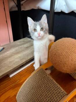Liberty -  Domestic Short Hair Cat for Adoption in New Cumberland, West Virginia - Liberty | PetCurious