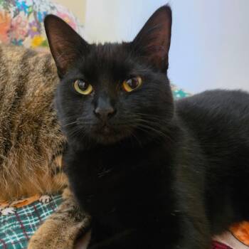 Domestic Short Hair Cats Available for Adoption in Jacksonville, Florida - Bella | PetCurious