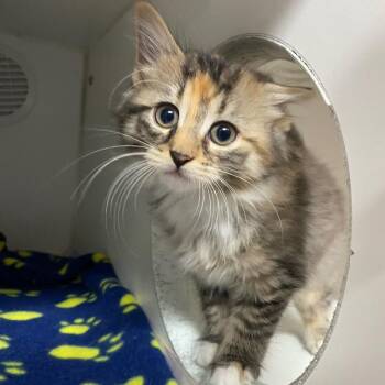 Domestic Medium Hair Cats Available for Adoption - Enu | PetCurious