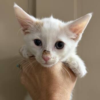 Puff -  Domestic Short Hair Cat for Adoption in Columbia, South Carolina - Puff | PetCurious