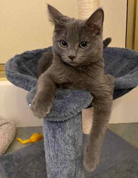 Domestic Short Hair Cats Available for Adoption - Raya | PetCurious