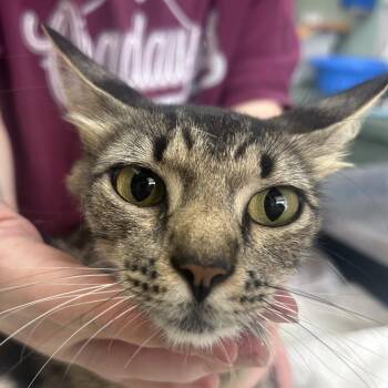 Amanda -  Domestic Short Hair Cat for Adoption in West Point, Mississippi - Amanda | PetCurious