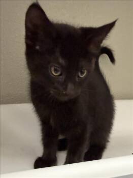 AGNES -  Domestic Short Hair Cat for Adoption in Tracy, California - AGNES | PetCurious